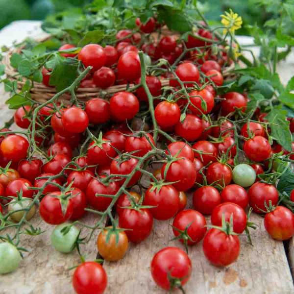 Potagères - Tomate Cerise - face recto